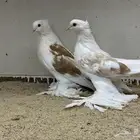 حمام ايراني توب