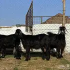 يامدورين الحليب معزا عارضيات حليب وافر شرط