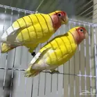 زوج روز لاتينو منتج باشهادات سوبر جامبو