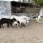 شياه سواكن رغايث