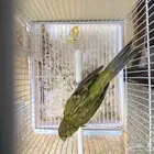 كناري ذكر ايراني قلم