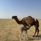 خلفه ساحليه دهما طبع وحليب وافر جدا