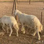 طلي فحل صنف للبيع