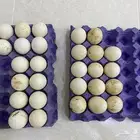 بيض رومي وبط