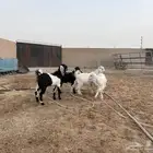 تيوس منادي طيبه عدد 4 حد 1020
