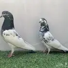 جوز باكستاني تم البيع