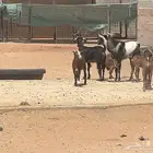 معزا جنوبية عدد ست تحتهن 4 ذبايح