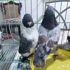 حمام كنق ضخم مستوى قوى