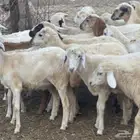 رخال مهجن حريات