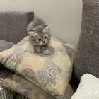 قطط كيتن للبيع بعمر شهرين