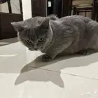 قط للتبني