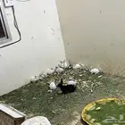 ارانب للبيع