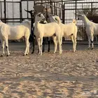 جفرات بيشات صنف