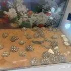 سلحفاة سولكاتا