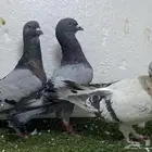 حمام شامي