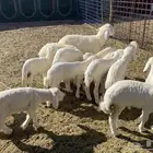 مراح حريات مواليد