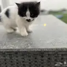 قطط الأم هملايا الاب  قطط البقرة