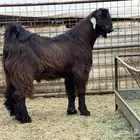 تيس اصمع احمر