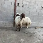 حيل نعيم مقفله عدد 2 حد البيع 1000