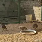 طير الحجل الجبلي