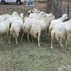 اضاحي بلدي