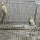 زوج كروان لاتينو