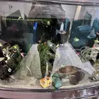 حوض سمك كبير جدا للبيع مع الاسماك ب 400 ريال