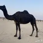 ابل