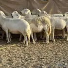 ضان حريات حرش