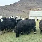 ضان نجد مراح واحد