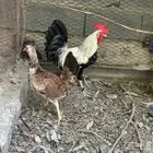 ديوك ودجاج بلدي اصيل
