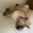 قطه همالاي انثى العمر 1 تقريبا حلوه ولعبوه وهاديه الي يبيه