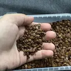 للبيع كمية بذور لبخ ممتازة   ظل سريع وفخم