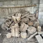 جذوع للمندي جاهز