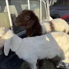 دواغير