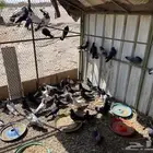 حمام للبيع مشكل البيع سمح