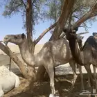 ضروبه شعلا