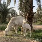 حريه متبع خصم حرم وولدها مشروع فحل