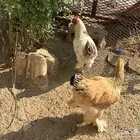 دجاج للبيع ديك ودجاجه براهما حجم ماشاءالله صحه ماشاءالله