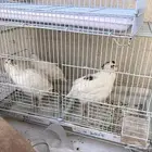 سمان تكساس فاخر