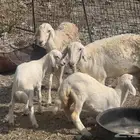 ضان خلفات صغار سن