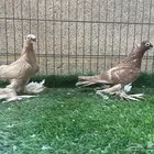 طبة أوزبك مستوى راقي
