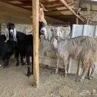 معزا عوارض..تم البيع