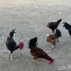 ديوك فرنسي بيور