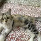 قطه مفقودة حصلتها في حي السويدي