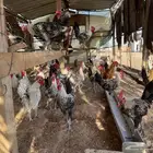ديوك بلدي وفيومي