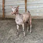 تيس عماني