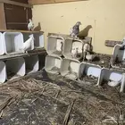 حمام بلدي