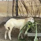 للبيع خروف بلدي (تم البيع )