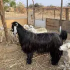فحل عارضي صنف